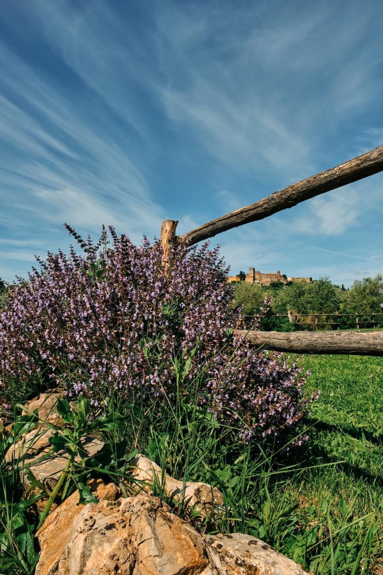 8380 Agriturismo Il Saragiolo Манчано Екстериор снимка